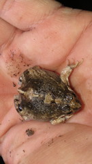 Physalaemus biligonigerus