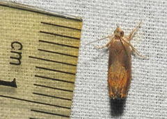 Dichrorampha bittana