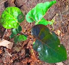 Solanum betaceum