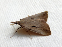 Phrixocomes ophiucha