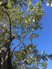 Moquiniastrum polymorphum