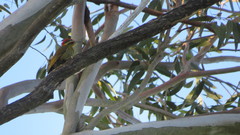 Piculus chrysochloros