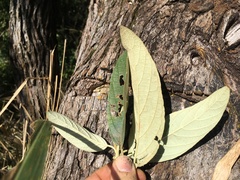 Moquiniastrum polymorphum