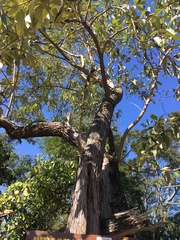 Moquiniastrum polymorphum