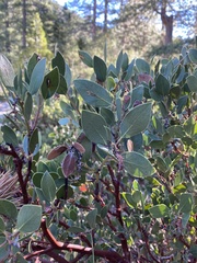 Arctostaphylos parryana