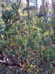 Arctostaphylos parryana