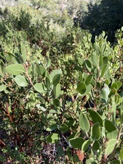 Arctostaphylos parryana