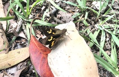 Trapezites symmomus