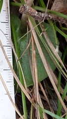 Corybas diemenicus