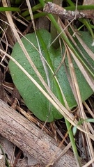 Corybas diemenicus