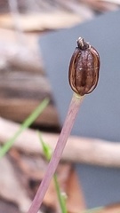 Corybas diemenicus