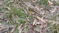 Corybas diemenicus