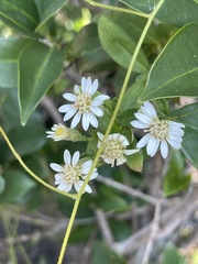 Aster baccharoides