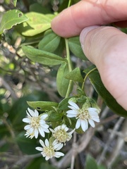 Aster baccharoides