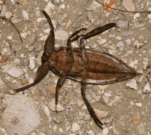 Uhler's Giant Water Bug