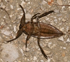 Uhler's Giant Water Bug