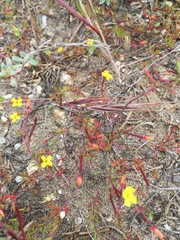 Camissonia strigulosa