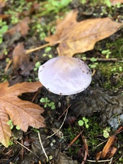 Inocybe pallidicremea
