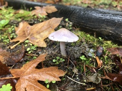 Inocybe pallidicremea