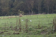 Chroicocephalus ridibundus