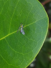 Condylostylus graenicheri