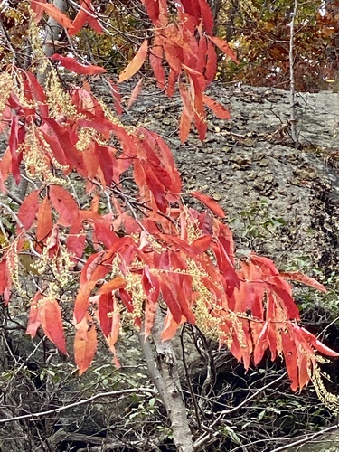 Oxydendrum arboreum