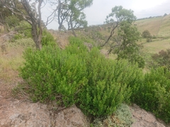 Correa glabra glabra
