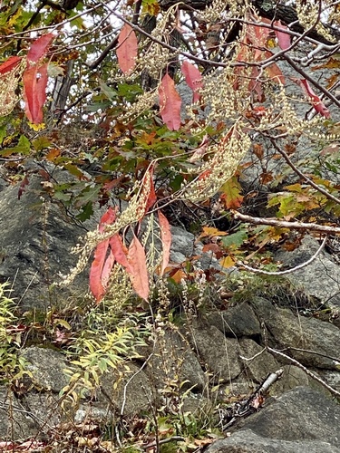 Oxydendrum arboreum