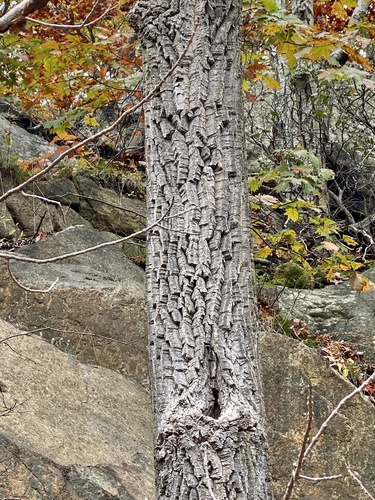 Oxydendrum arboreum