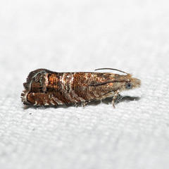 Satronia tantilla