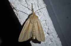 Ichneutica semivittata