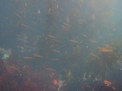 Halichoeres californicus