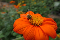 Apis mellifera
