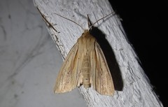 Ichneutica semivittata