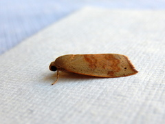 Detounda leptoplasta