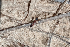 Pseudomyrmex termitarius