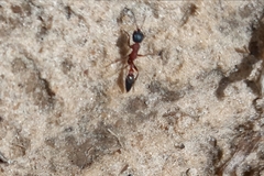 Pseudomyrmex termitarius
