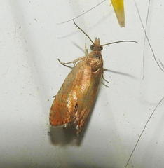 Dichrorampha bittana