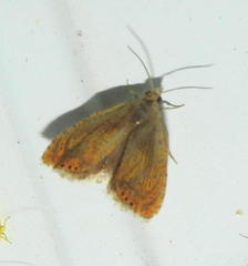 Dichrorampha bittana