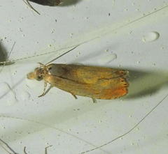 Dichrorampha bittana