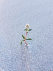 Blutaparon portulacoides