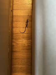 Elgaria multicarinata webbii