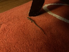 Elgaria multicarinata webbii