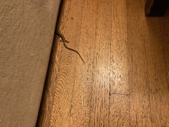 Elgaria multicarinata webbii