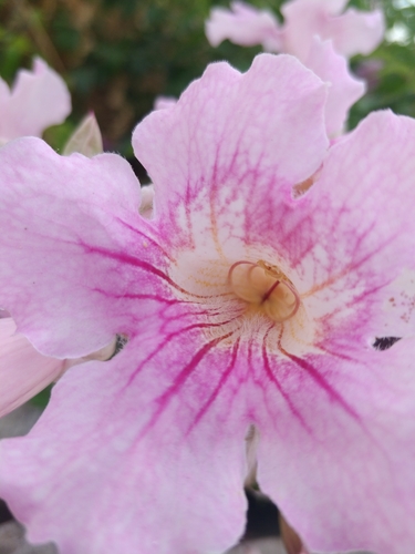 Bignoniaceae image