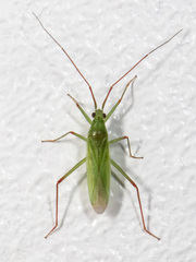 Teratocoris paludum