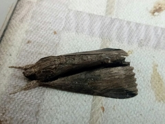 Ercheia