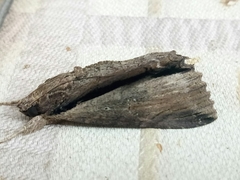 Ercheia