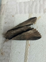 Ercheia