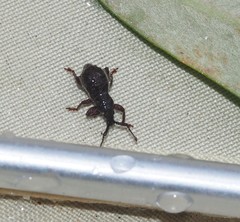 Ecrizothis inaequalis